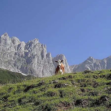 Felsenheim Appartement *